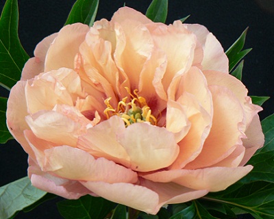 Canary Brilliants ITOH Peony